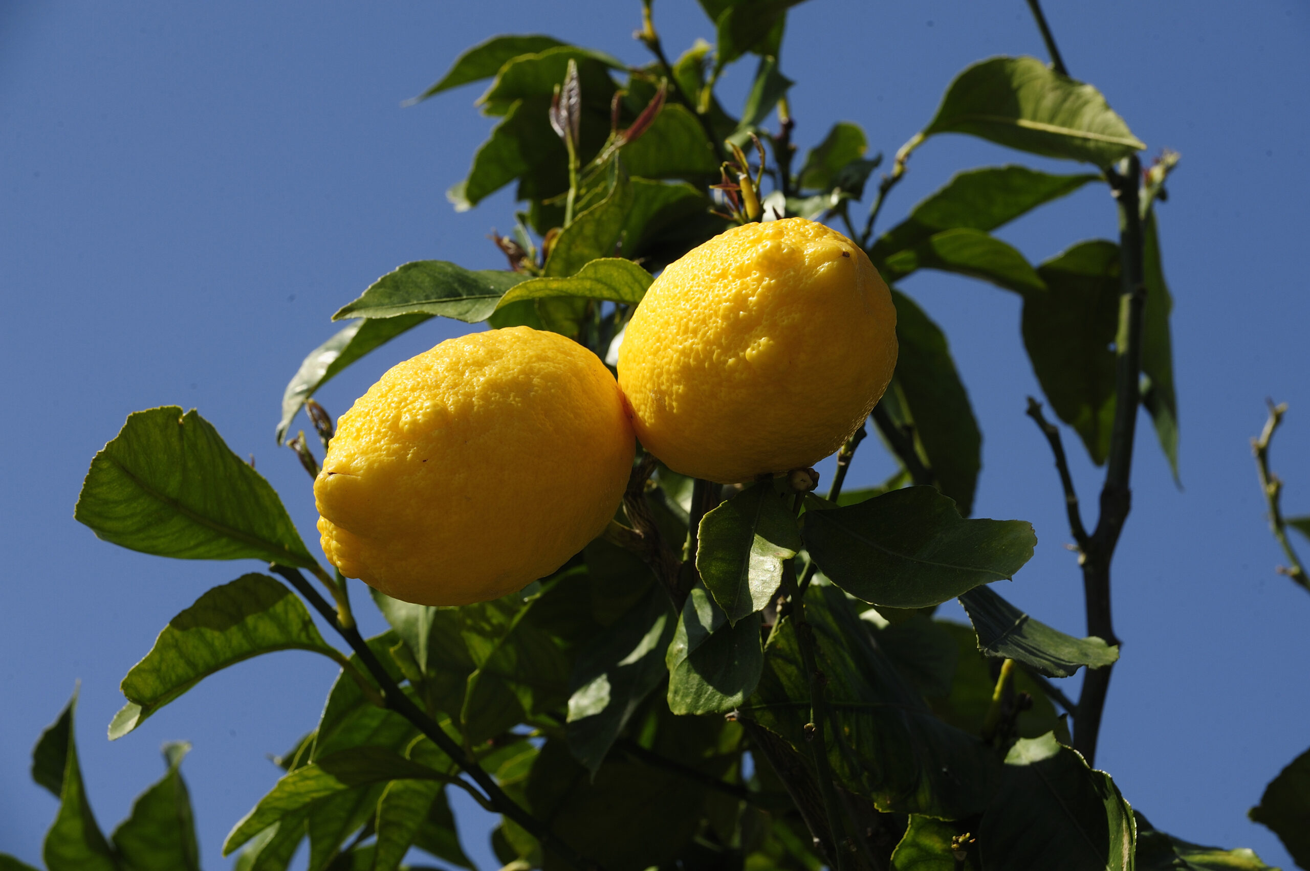 Zitronengewächs an der Amalfi-Küste