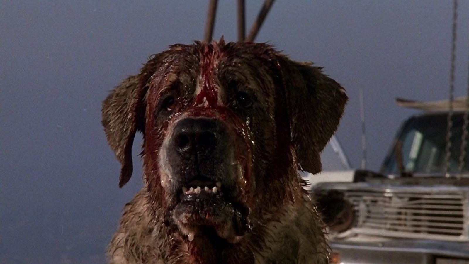 Szene aus "Cujo" (1983)